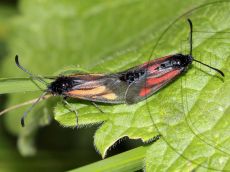 Zygaena-nevadensis_копуляция